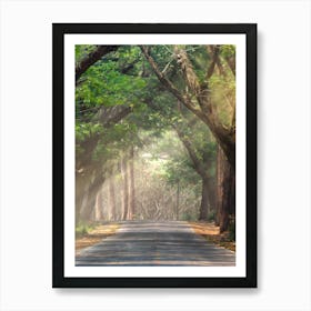 Road In The Forest Art Print