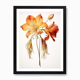 Pressed Wildflower Botanical Art Columbine 1 Art Print