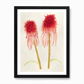 Orange Coneflower Painting 2 Art Print