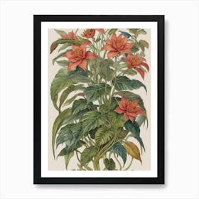 Poinsettia Art Print