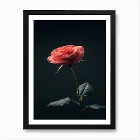 Single Rose On Black Background 23 Art Print