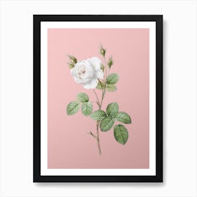 Vintage White Misty Rose Botanical on Soft Pink n.0154 Art Print