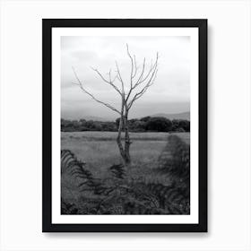 Tree Ireland Art Print