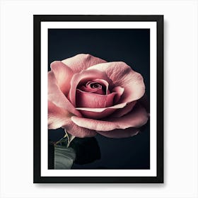 Pink Rose 47 Art Print