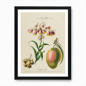 Flora Of France Art Print