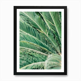 Palm Leaf // Valencia, Spain, Travel & Nature Photography  Art Print