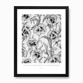 Pansy B&W Vintage Botanical Poster Art Print