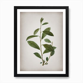 Vintage Grey Willow Botanical on Parchment n.0382 Art Print