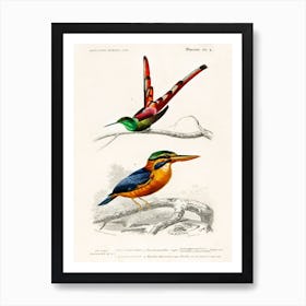 Different Types Of Birds, Charles Dessalines D'Orbigny 27 Art Print