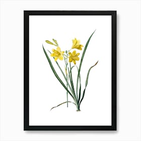 Vintage Daylily Botanical Illustration on Pure White n.0559 Art Print