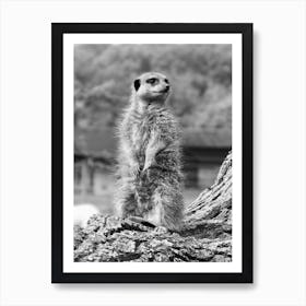 Standing Meerkat Black and White  Art Print