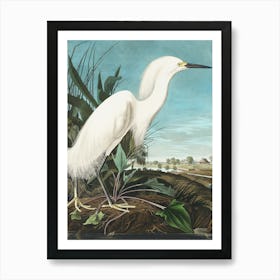 Reproduction and Remastered Copy of a Vintage Snowy Heron Or White Egret Originally Created by John James Audubon Art Print