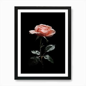 Pink Rose On Black Background 44 Affiche