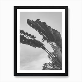 Grey Palms Art Print