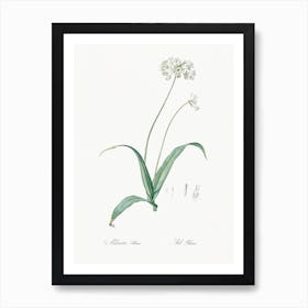 Spring Garlic Illustration From Les Liliacées (1805), Pierre Joseph Redoute Art Print
