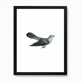 Vintage Common Cuckoo Male Bird Illustration on Pure White n.0038 Art Print