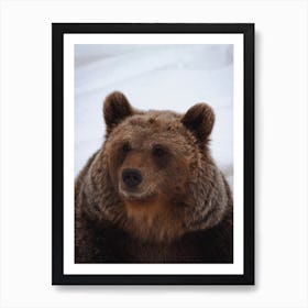 Grizzly Bear Snow Art Print