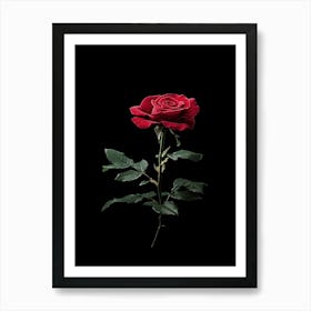 Single Red Rose On Black Background 40 Art Print