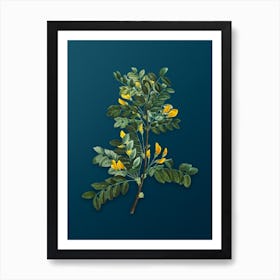 Vintage Siberian Pea Tree Botanical Art on Teal Blue n.0126 Art Print