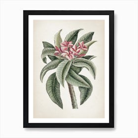 Vintage Catesby 1 Plumeria Odoratissimo Art Print