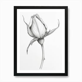 English Rose Blooming Line Drawing 2 Art Print