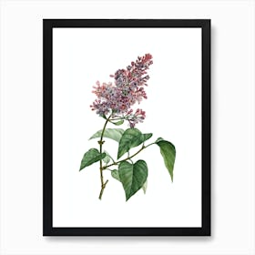 Vintage Common Pink Lilac Plant Botanical Illustration on Pure White n.0922 Art Print