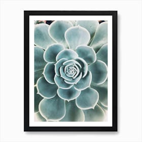 Blue Succulent Petals Art Print