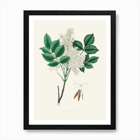 Vintage Botanical John Stephenson and James Morss Churchill Art Print_2731679 Art Print