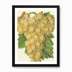 Grapes 3 Art Print