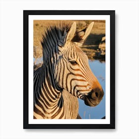 Hartmanns Zebra Art Print