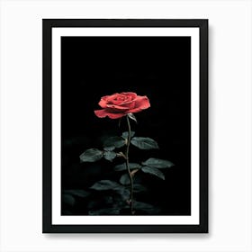 Black Rose 1 Art Print