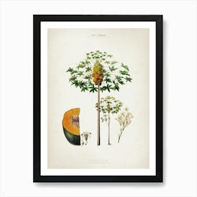 Vintage Denisse 5 Papaya Sativa Art Print