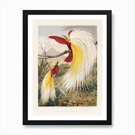 The Bird Of Paradise Art Print