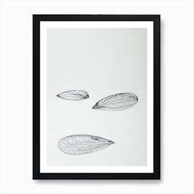 Mussels Black & White Drawing Art Print