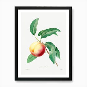 Peach Fruit On A Branch, Pierre Joseph Redoute Art Print