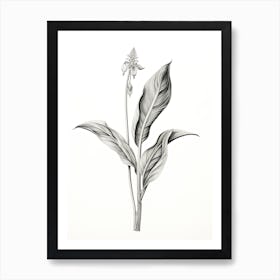 Comfrey Vintage Botanical Herbs 3 Art Print