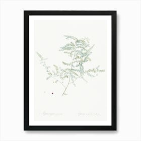 Climbing Asparagus Fern, Pierre Joseph Redoute Art Print