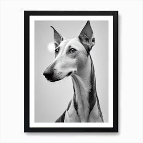 Ibizan Hound B&W Pencil Dog Art Print