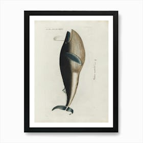 Whale Art Print