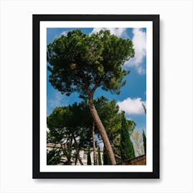 Italian Stone Pine Tree Art Print