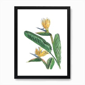 Bird Of Paradise Art Print