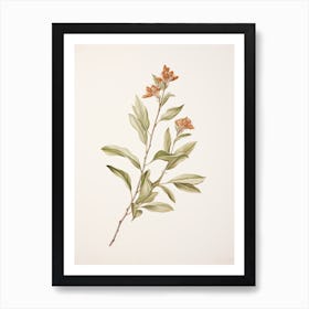Cinnamon Vintage Botanical Herbs 1 Art Print