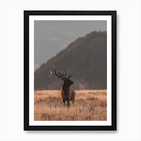 Elk In Open Meadow Art Print