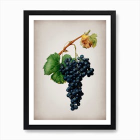 Vintage Grape Spanna Botanical on Parchment n.0902 Art Print