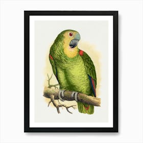 Parrot 34 Art Print