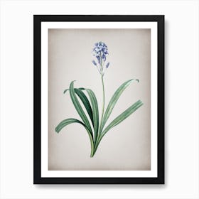 Vintage Spanish Bluebell Botanical on Parchment Art Print
