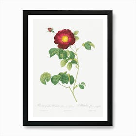 Simple Flowered French Rose, Pierre Joseph Redoute Art Print