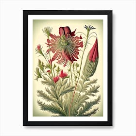Prairie Smoke Wildflower Vintage Botanical 2 Living Room Art print