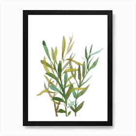 eucalytus branches Art Print