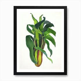 Pitcher Plant (Nepenthes Hybrids) Watercolor Art Print